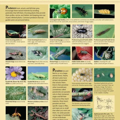 http://www.ipm.ucanr.edu/FAQ/natural-enemies-poster.pdf
