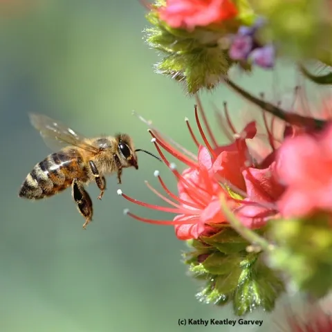 A honey bee heading for the tower of jewels, Echium wildpretii. (Photo by Kathy Keatley Garvey)