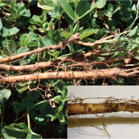 Figure 2. Clover root curculio larvae are white and feed on the roots. The damage appears as root gouging or scars, which can serve as entry points for disease.