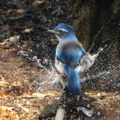 Scrub Jay in sprinkler, Jeanette Alosi