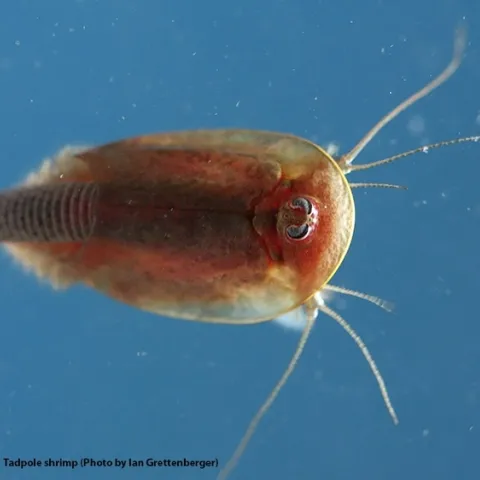 A close-up of a tadpole shrimp, a pest of rice. (Photo by Ian Grettenberger)
