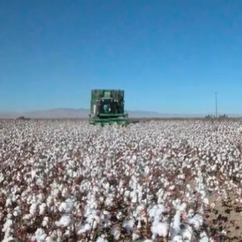 Establecer un vigoroso de algodón después de plantar era importante para el exito de un cultivo sin labranza.