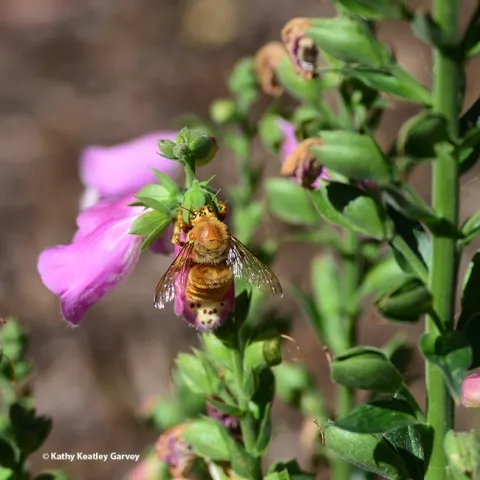 A male valley carpenter bee, Xylocopa sonorina, engaging in nectar robbing; he's sipping nectar through a hole in the base of a foxglove blossom. (Photo by Kathy Keatley Garvey)