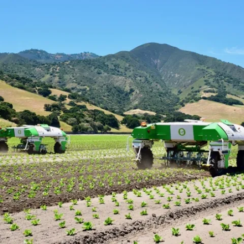 Two green and white robots in crops field.