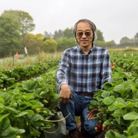 Joji Muramoto kneels between rows in strawberry field.