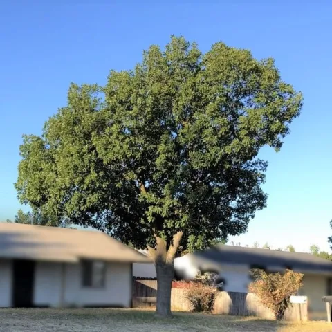Green tree in the front yard of a house with a dead, brown lawn.