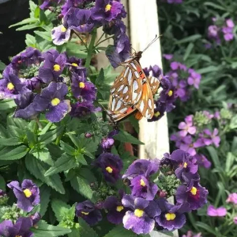Nemesis honey dark blue – a low maintenance perennial.