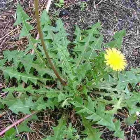 Taraxacum officinale (dandelion)
