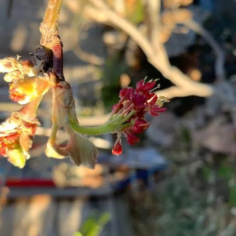 Leaves and flowers unfurling