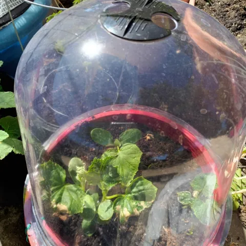 Cloche. photos by Kathy Low