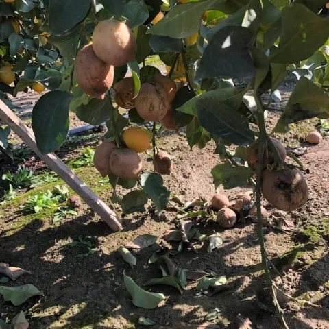 citrus mealybug fruit cluster