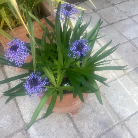 photos by Melissa Sandoval