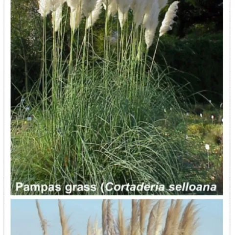 Figure 1. Weed alert for related weeds pampasgrass and jubatagrass.