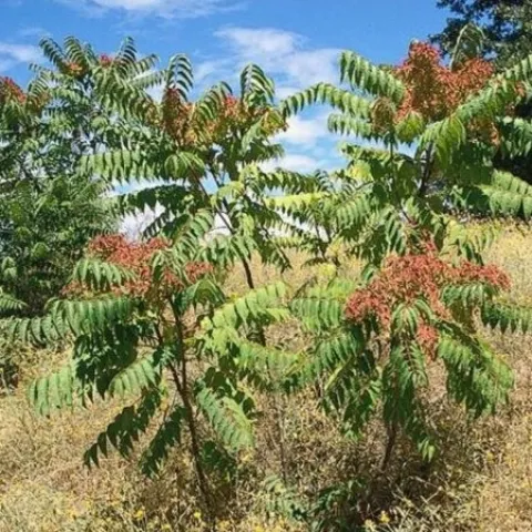 Tree of Heaven (Ailanthus-altissima) is an invasive plant that supports the spotted lantern fly, an invasive insect. (Joe DiTomaso)