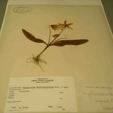 Herbarium specimen fawn lily from 1897, Cindy Weiner