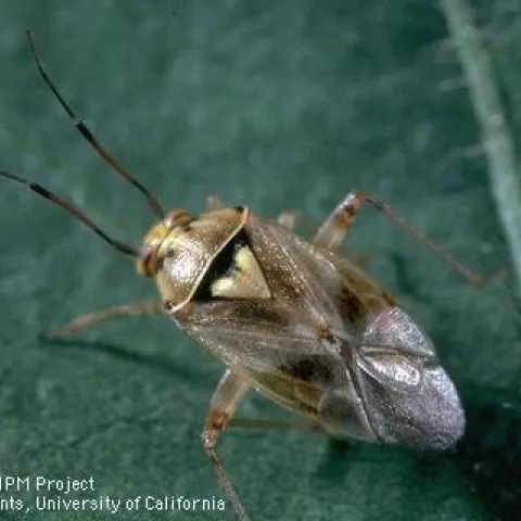 Photo 1: Lygus bug. Courtesy UCCE.