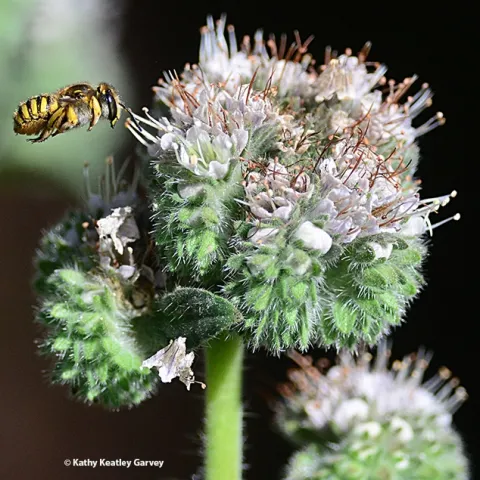 A European wool carder bee in flight. (Photo by Kathy Keatley Garvey)
