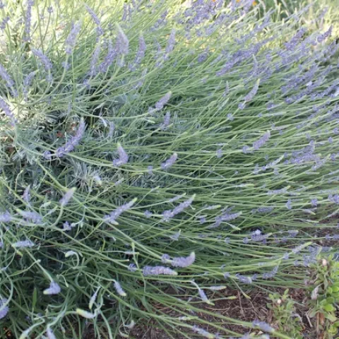 Pale green plant with light purple flowers.