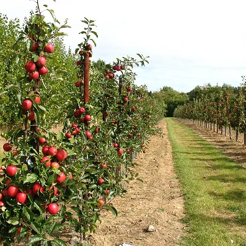 Young apple trees bearing fruit (Wikimedia Commons, geograph.org.uk)