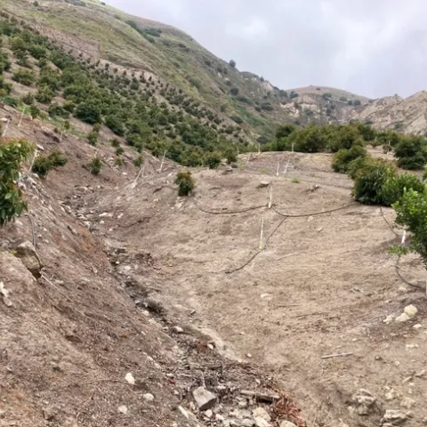 avocado rocky hillside