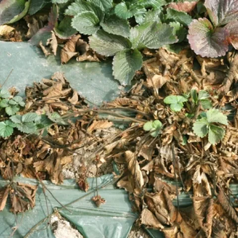 Verticillium wilt on strawberry. Photo courtesy Steven Koike.