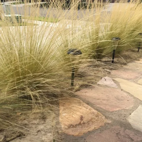 Feather Grass in a home landscape with golden leaves next to a walkway