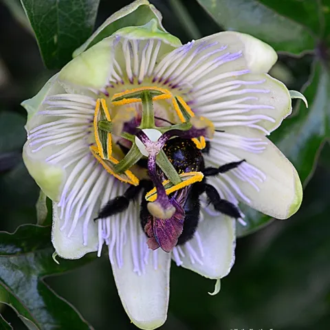 A dorsal view of a female Valley carpenter bee, Xylocopa sonorina, asleep on a passionflower vine. (Photo by Kathy Keatley Garvey)