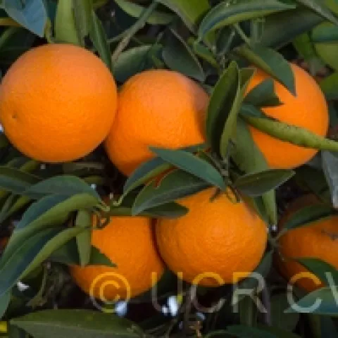 BidwellsBarsweetorangeCRC1512003