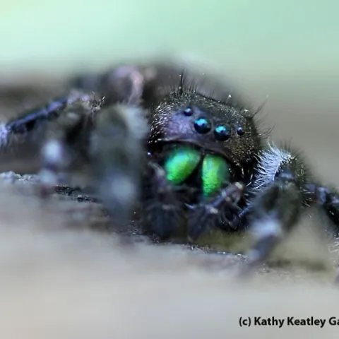 A jumping spider peers at the photographer. (Photo by Kathy Keatley Garvey)