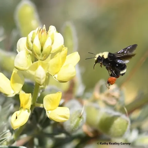 This image of a yellow-faced bumble bee, Bombus vosnesenskii, foraging on lupine at Bodega Bay, was part of a photo series that won an international award from ACE. (Photo by Kathy Keatley Garvey)