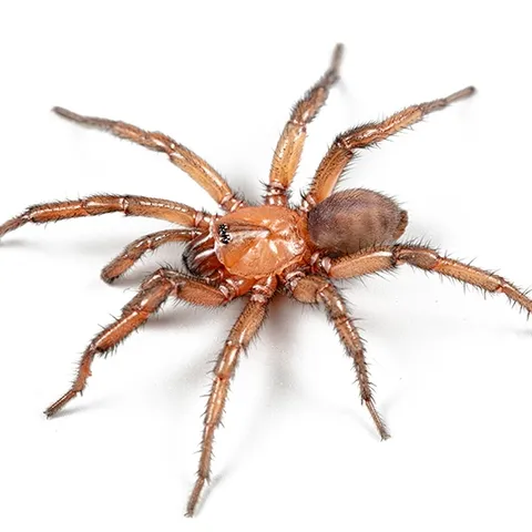 This is a male trapdoor spider, a new species from the genus Promyrmekiaphila. Youths are invited to suggest names for this species in a contest to take place at the Bohart Museum open house on June 25. (Photo courtesy of the Jason Bond lab)
