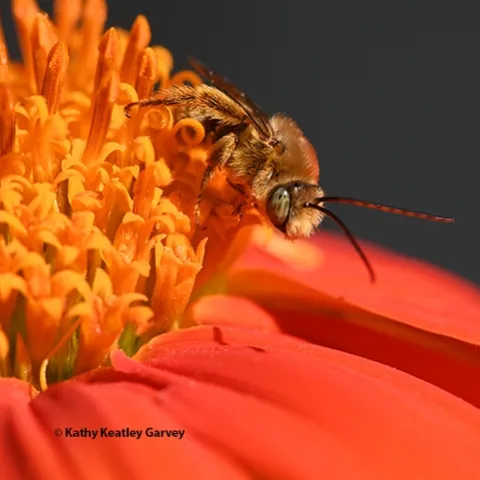 After spending the night sleeping on a Mexican sunflower, Tithonia rotundifola, a male longhorned bee, Melissodes agilis, starts to stir. (Photo by Kathy Keatley Garvey)