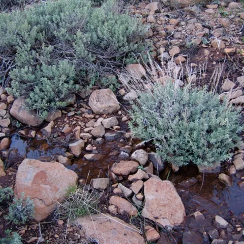 UC Davis ecologist Rick Karban, an international authority on plant communication, says that plants have personalities, that individual plants respond differently to alarm calls, just as individual animals do. This is sagebrush that Karban studies.(Photo by Rick Karban)