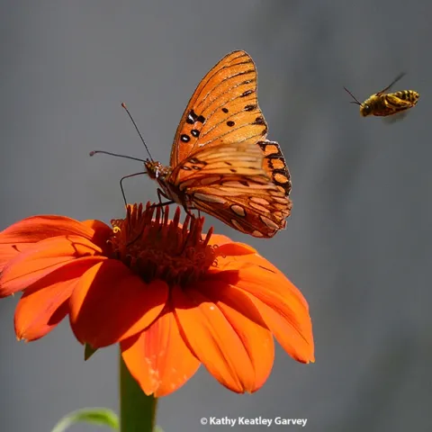 A male long-horned bee, a Melissodes agilis, targets a Gulf Fritillary on a Mexican sunflower. (Photo by Kathy Keatley Garvey)