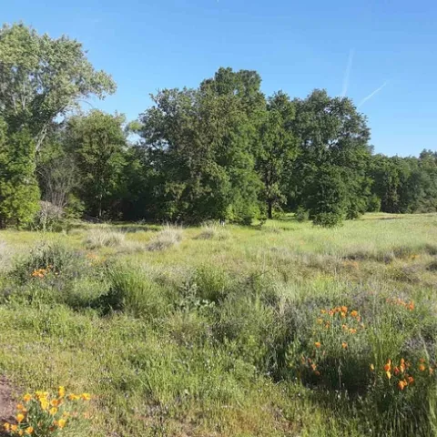 Verbena Fields oak vista, Laura Lukes