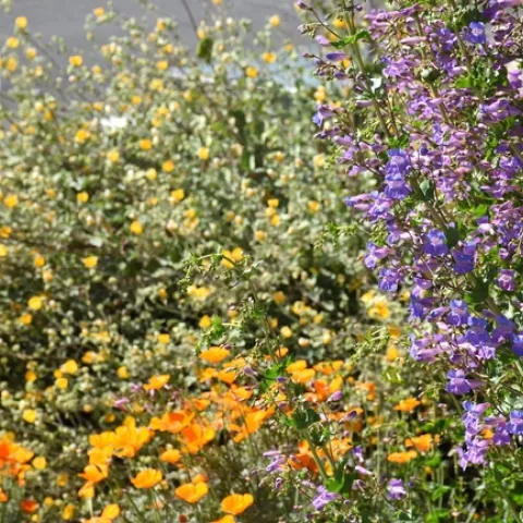 Photo by Vincent Bellino, California Native Plant Society