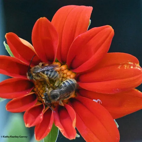Let sleeping bees lie? A tiny crab spider joins two male longhorned bees sleeping overnight on a Mexican sunflower, Tithonia rotundifola. The bees are Melissodes agilis. (Photo by Kathy Keatley Garvey)