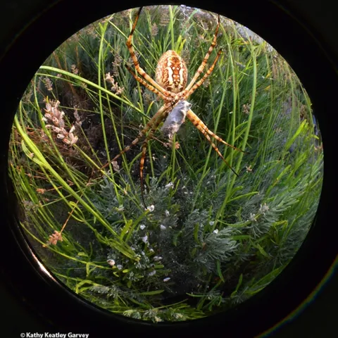 A striking garden spider, as seen through a fisheye lens. (Photo by Kathy Keatley Garvey)