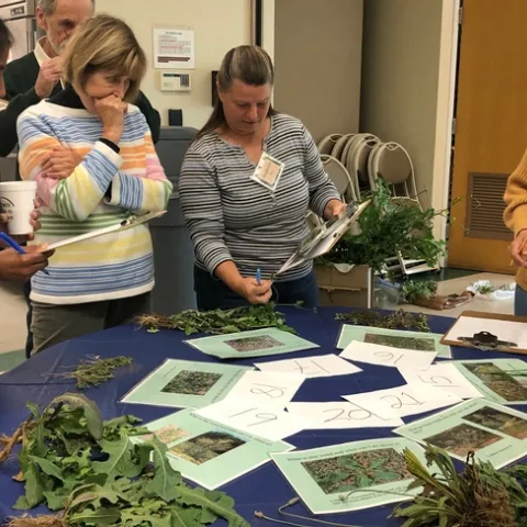 Five people standing around a table looking at samples of weeds.
