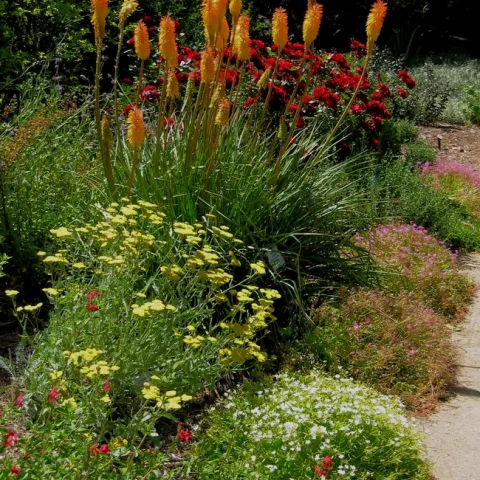 photos of red hot poker, yarrow and roses.