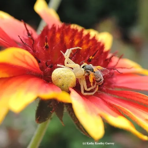 A crab spider dining on a bee on a blanketflower, Gallardia. Everyone eats in the garden. (Photo by Kathy Keatley Garvey)