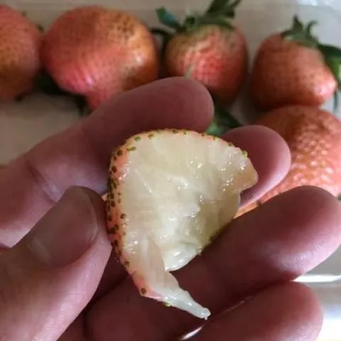 Very white flesh to this berry.