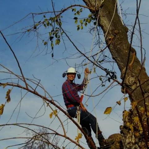 John Karlik doing tree work