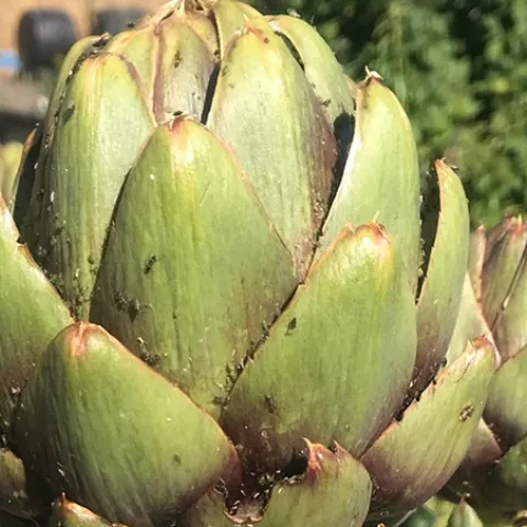 The aphids and ants on this artichoke plant can be washed off with a strong spray of water. Photo: Marty Nelson