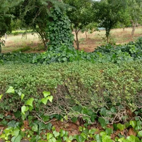 photo by Jenni Dodini