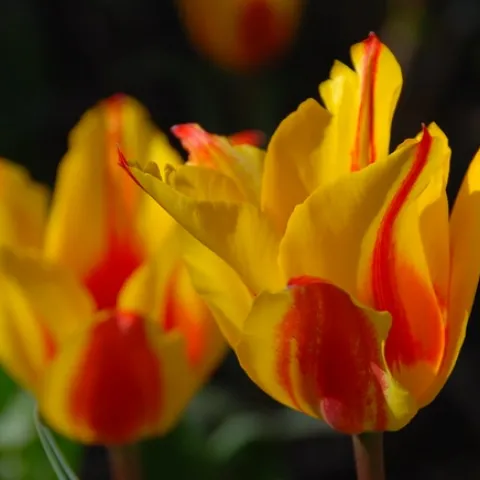 When You Look Upon the Beauty of the Tulip It Is Difficult Not to Use Flowery Language by antonychammond is licensed under CC BY-NC-SA 2.0.