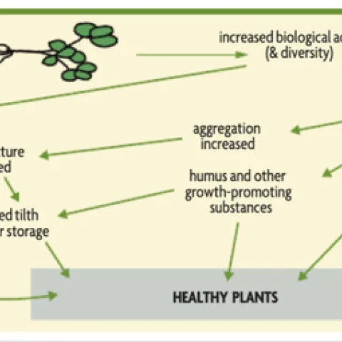 Figure 1. Model for healthy soils leading to healthy plants. Signs of healthy soils include better water infiltration, higher organic matter, and improved microbial activity.