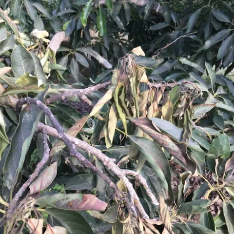 heat damage to avocado leaves