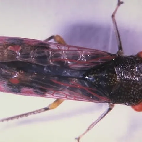 glassy winged sharpshooter