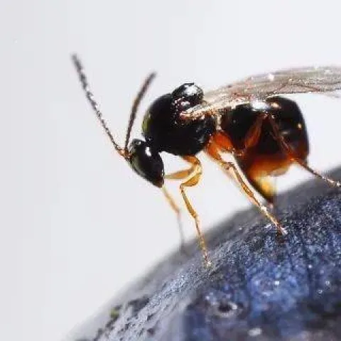 beneficial wasp G. brasiliensis Daane